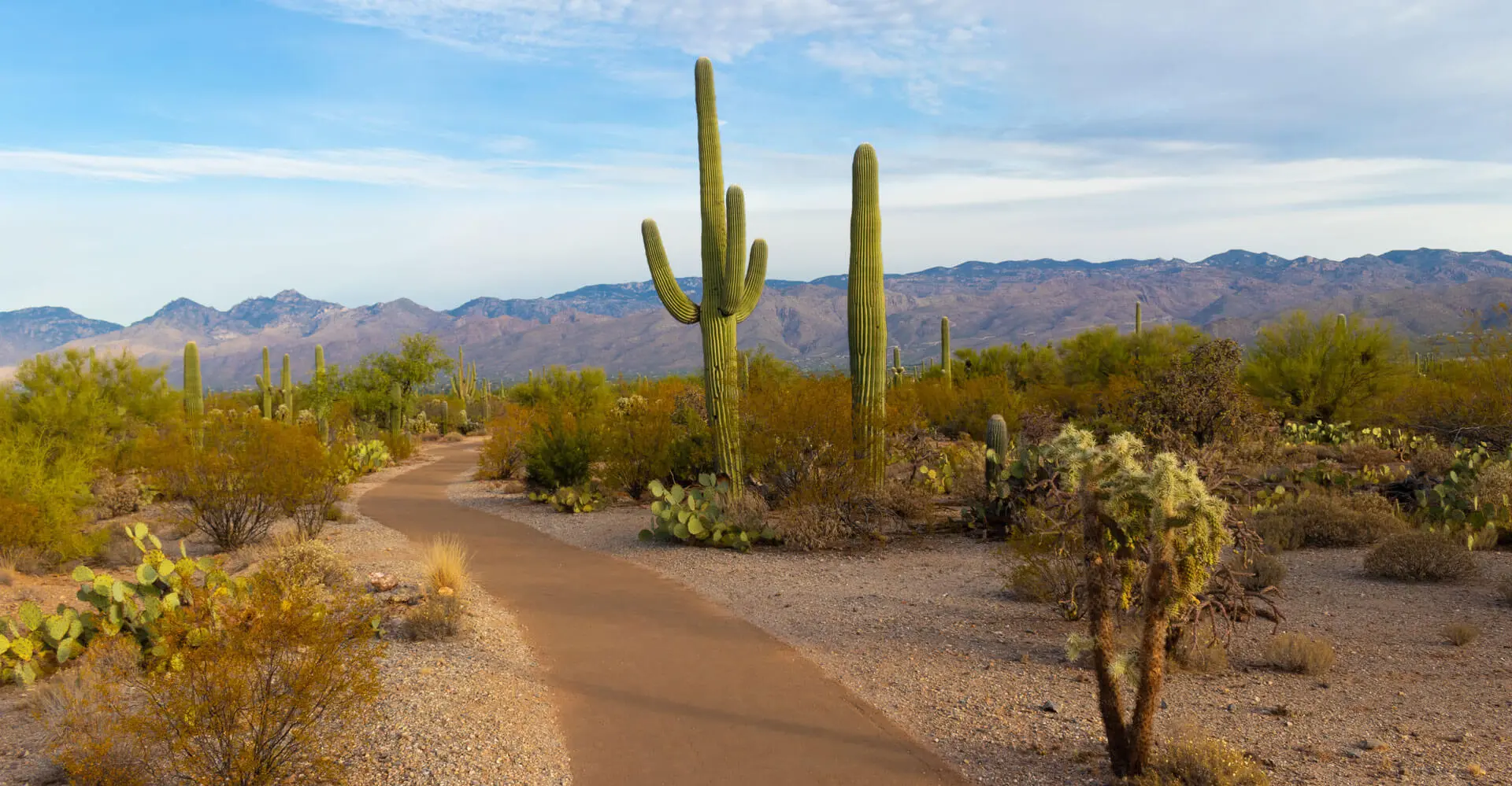 A dirt road with cactus and other plants on it.