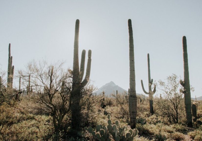 A group of tall cactus in the desert.